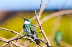 spring, birds, tropical bird, hummingbird, animals, serra, gaucho mountain range, scenario beija-flor, natura, nature, hummingbird, hummingbird, natura, natura, natura, natura, natura-3389422.jpg